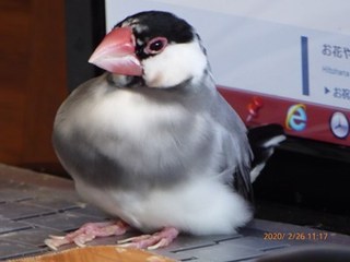 s-P1020792.jpg
