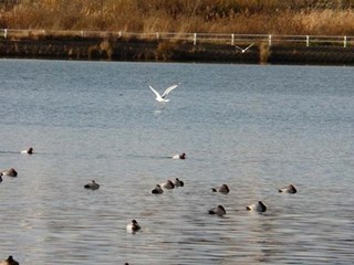 s-P1030016.jpg