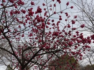 s-P1030250.jpg
