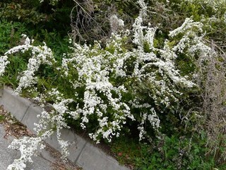 s-P1030410.jpg
