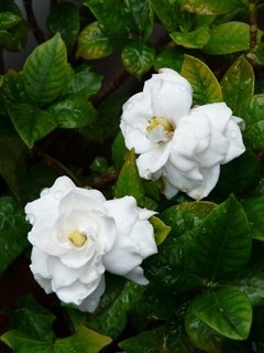 s-P1040155.jpg