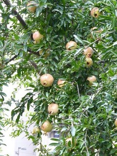 s-P1050116.jpg