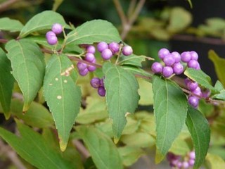 s-P1050137.jpg