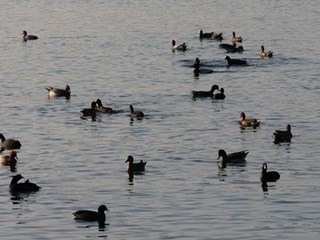 s-P1050458.jpg
