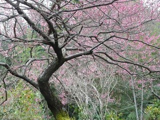 s-P1060212.jpg