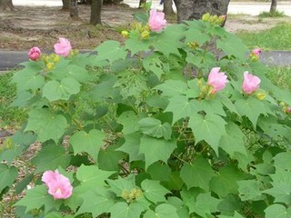 s-P1070619.jpg
