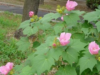 s-P1070620.jpg