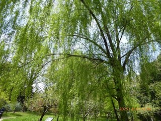 s-P1080378.jpg