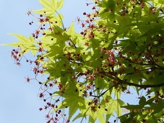 s-P1080396.jpg