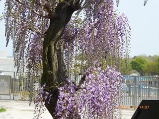 s-P1080429.jpg