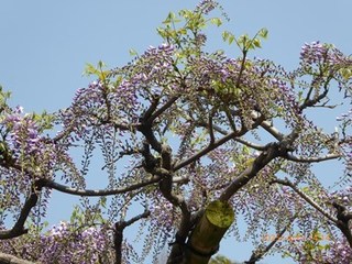 s-P1080438.jpg
