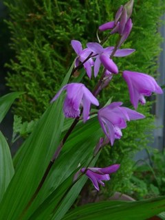 s-P1080562.jpg