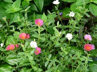 s-P1090147.jpg
