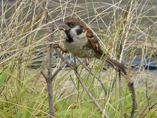 s-P1090155.jpg