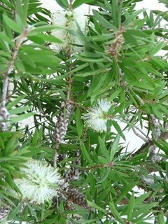 s-P1090429.jpg