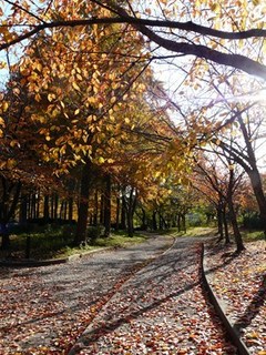 s-P1090719.jpg
