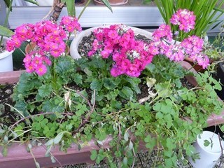 s-P1090787.jpg
