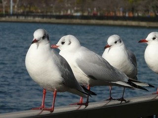 s-P1090916.jpg