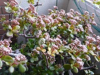 s-P1090943.jpg