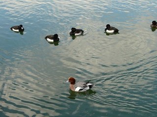 s-P1090947.jpg
