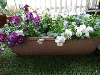 s-P1100175.jpg
