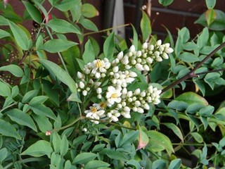 s-P1100600.jpg