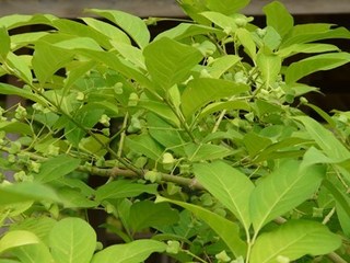 s-P1100636.jpg