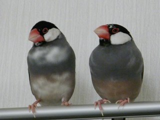 s-P1110253.jpg
