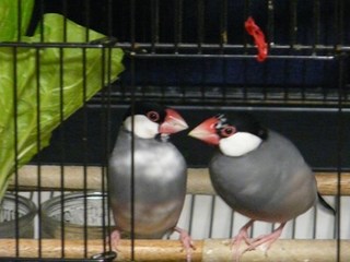 s-P1110528.jpg