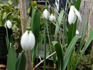 s-P1110791.jpg