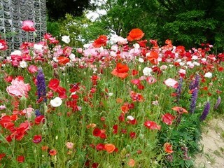s-P1120085.jpg