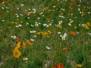s-P1120099.jpg