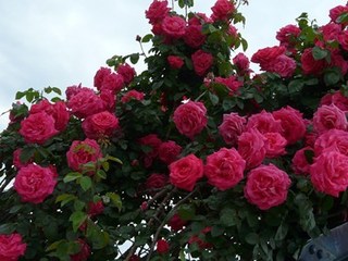 s-P1120101.jpg