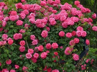 s-P1120106.jpg