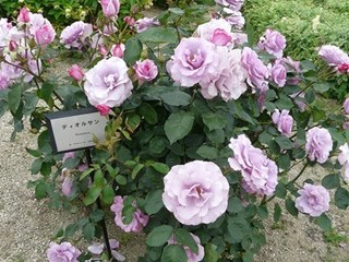 s-P1120109.jpg