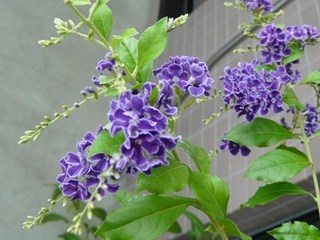 s-P1120410.jpg