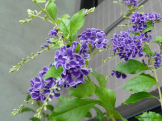 s-P1120410.png