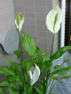 s-P1120416.jpg