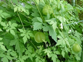 s-P1120436.jpg