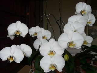 s-P1130454.jpg