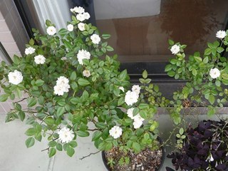 s-P1130458.jpg