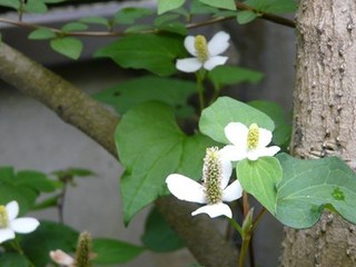 s-P1130507.jpg