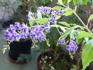 s-P1130526.jpg