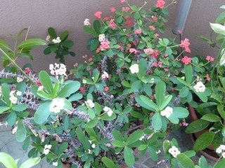 s-P1130531.jpg