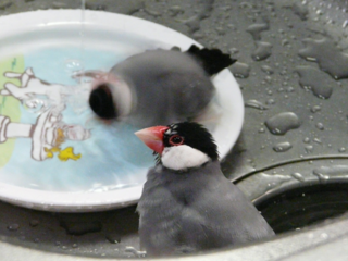s-P1130546.png