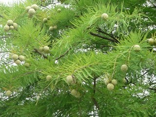 s-P1130715.jpg