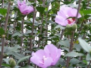 s-P1130718.jpg