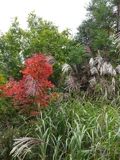 s-P1130799.jpg