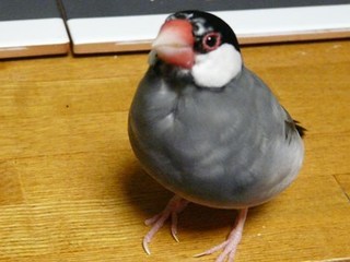 s-P1130893.jpg