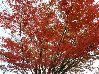 s-P1130931.jpg